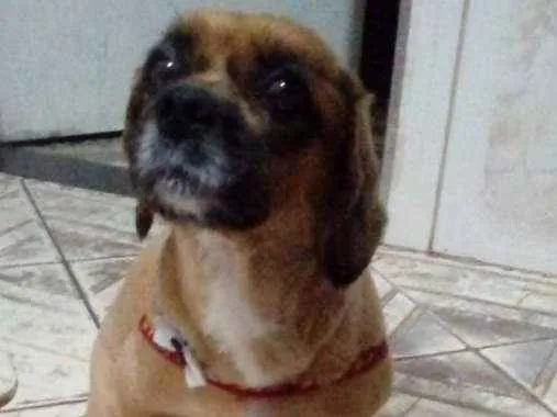 Cachorro ra a Schultz  idade 4 anos nome Jully