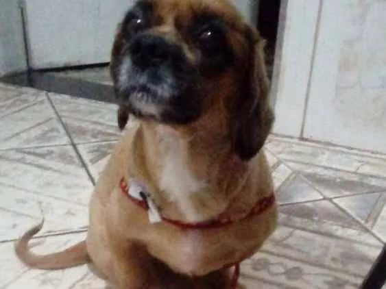 Cachorro ra a Schultz  idade 4 anos nome Jully