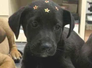 Cachorro raça SRD idade 2 a 6 meses nome Daniela