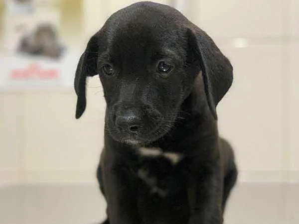 Cachorro ra a SRD idade 2 a 6 meses nome Rafaela 