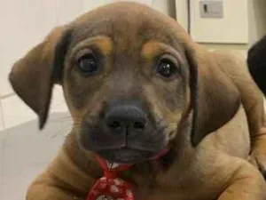 Cachorro raça SRD idade 2 a 6 meses nome Otavio