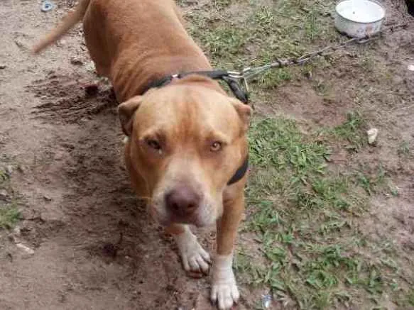 Cachorro ra a American bull terrier idade 1 ano nome Chronos