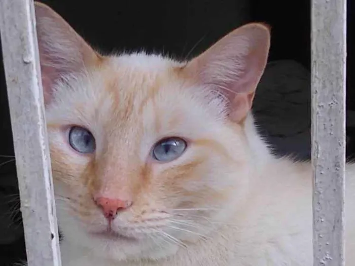 Gato ra a Siames red point  idade 1 ano nome Pepe siamês redpoint