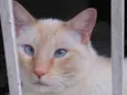 Pepe siamês redpoint