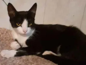 Gato raça Srd idade 2 a 6 meses nome Perfeita e cloe