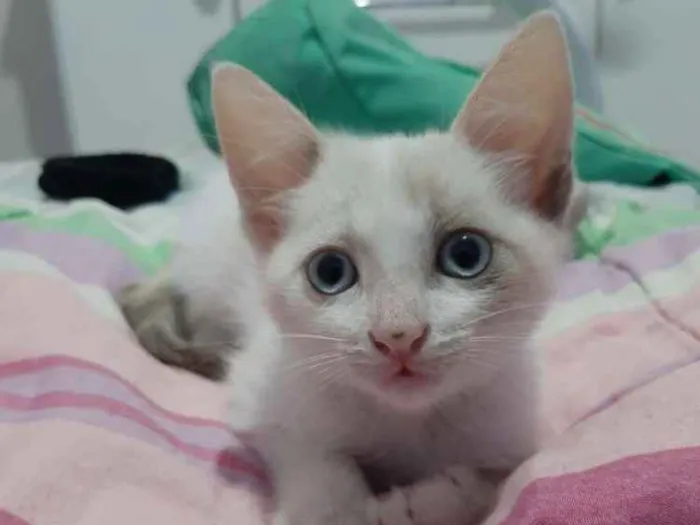 Gato raça  idade 2 a 6 meses nome Malia