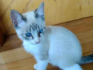 Gato raça Siames mix  idade 2 a 6 meses nome Carlito bebê lindo 