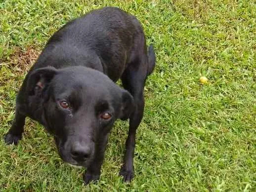 Cachorro ra a  idade 3 anos nome Raposa