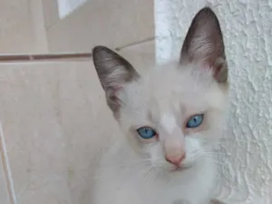 Gato raça Siames mix  idade 2 a 6 meses nome Luna Linda bebê 