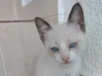 Luna Linda bebê