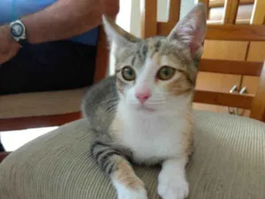 Gato raça Srd idade 2 a 6 meses nome Anna linda bebê 