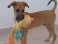 Scooby