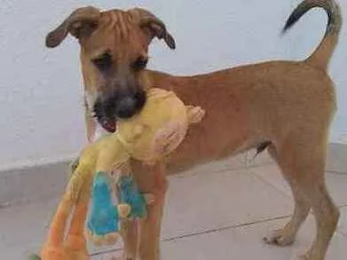 Cachorro ra a SRD idade 2 a 6 meses nome Scooby