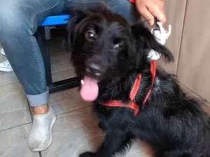 Cachorro raça Poodle mix  idade 7 a 11 meses nome Billy lindo 