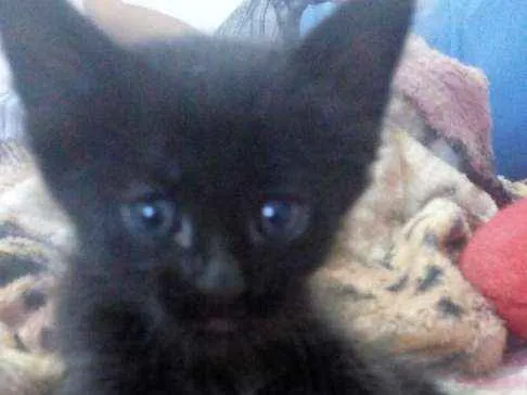 Gato ra a Sem Raça Definida idade Abaixo de 2 meses nome Fofão