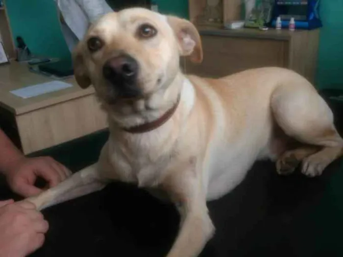 Cachorro ra a Labrador mix  idade 1 ano nome Zack UmFofo 