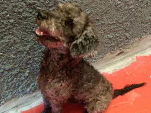 Cachorro raça Poodle  idade 3 anos nome Toto lindo e bonzinh