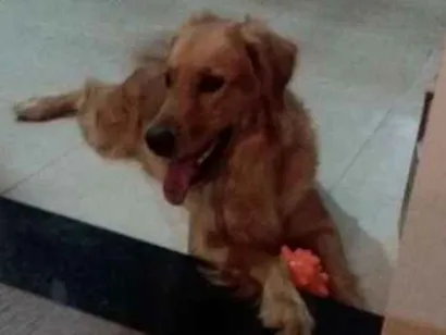 Cachorro raça Golden retriever idade 4 anos nome Felicia