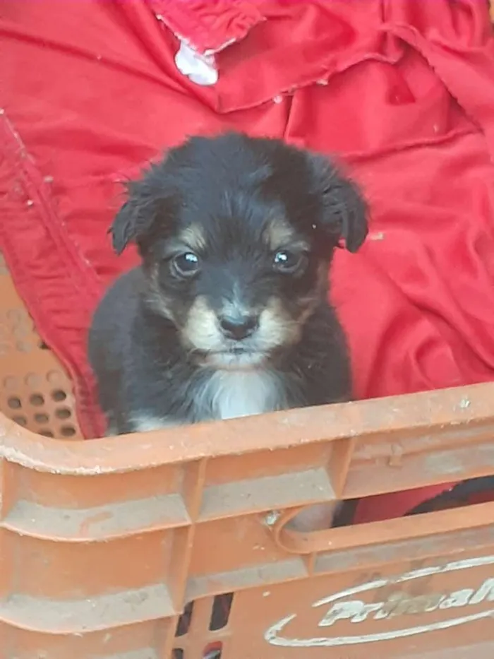 Cachorro ra a Labrador com outra raça  idade 2 a 6 meses nome Xuxa,alemoa 