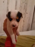 Xuxa,alemoa