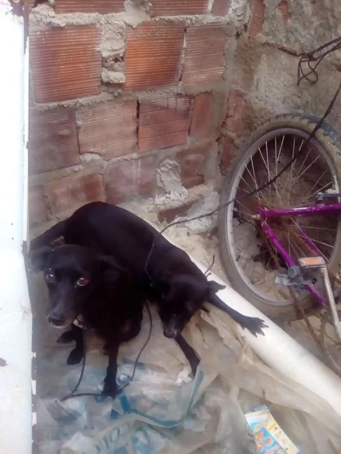 Cachorro ra a Vira-lata idade 1 ano nome Belinha