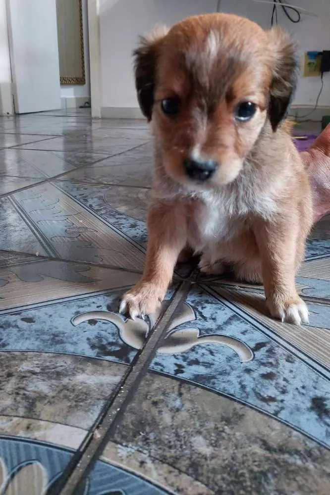 Cachorro ra a mestiços  idade Abaixo de 2 meses nome Luke