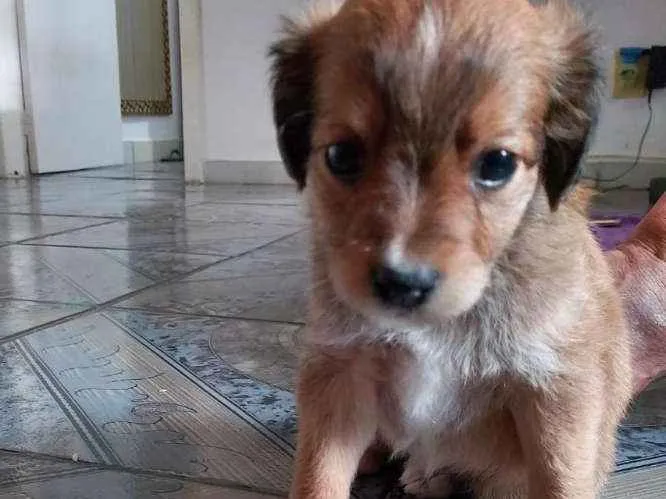 Cachorro ra a mestiços  idade Abaixo de 2 meses nome Luke