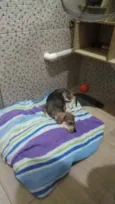 Simba