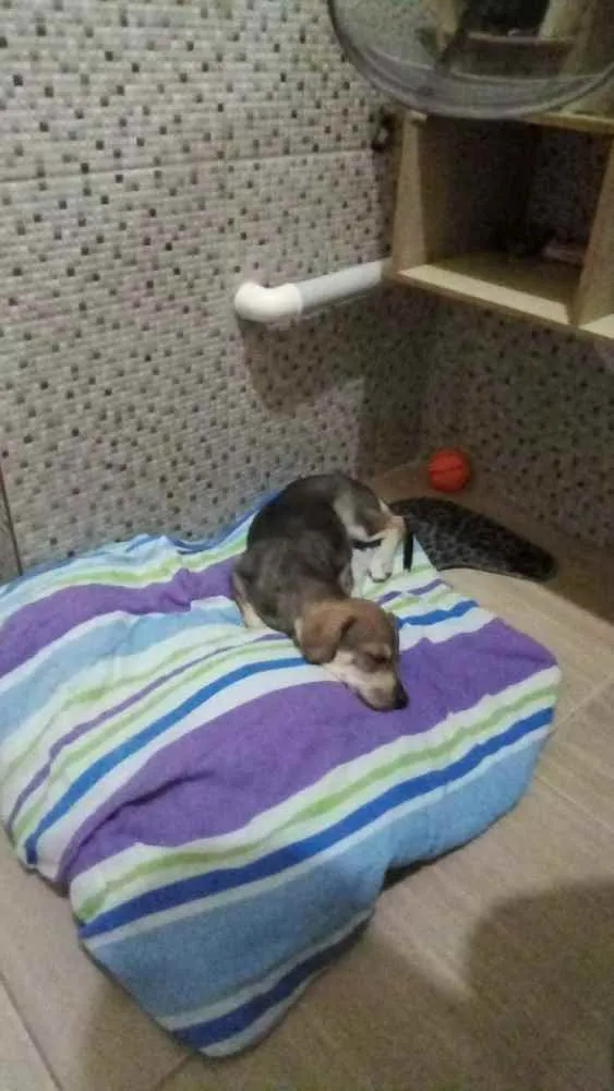 Cachorro ra a Doberman com labrador idade 2 a 6 meses nome Simba