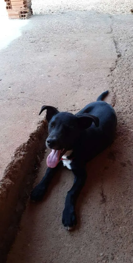 Cachorro raça  rottweiler com vira lata idade 7 a 11 meses nome Neguinha 