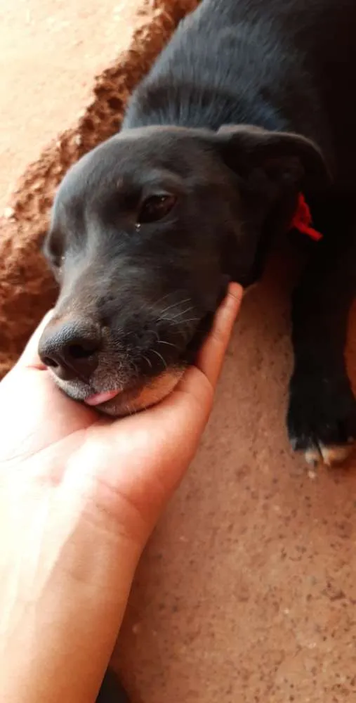 Cachorro raça  rottweiler com vira lata idade 7 a 11 meses nome Neguinha 
