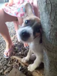 Rolisa, bonita, fofa