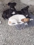 Rolisa, bonita, fofa