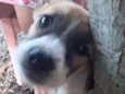 Rolisa, bonita, fofa