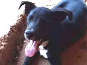 Cachorro raça  rottweiler com vira lata idade 7 a 11 meses nome Neguinha 