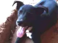 Neguinha