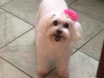 Cachorro ra a Poodle idade 6 ou mais anos nome Kika