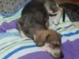 Simba