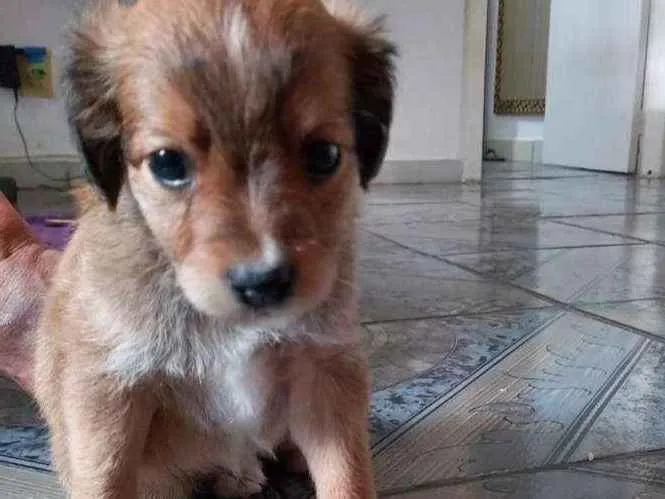 Cachorro ra a mestiços  idade Abaixo de 2 meses nome Luke