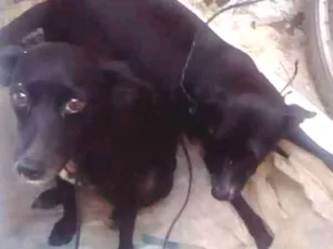 Cachorro raça Vira-lata idade 1 ano nome Belinha