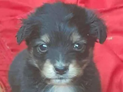 Cachorro raça Labrador com outra raça  idade 2 a 6 meses nome Xuxa,alemoa 