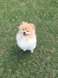 APOLO