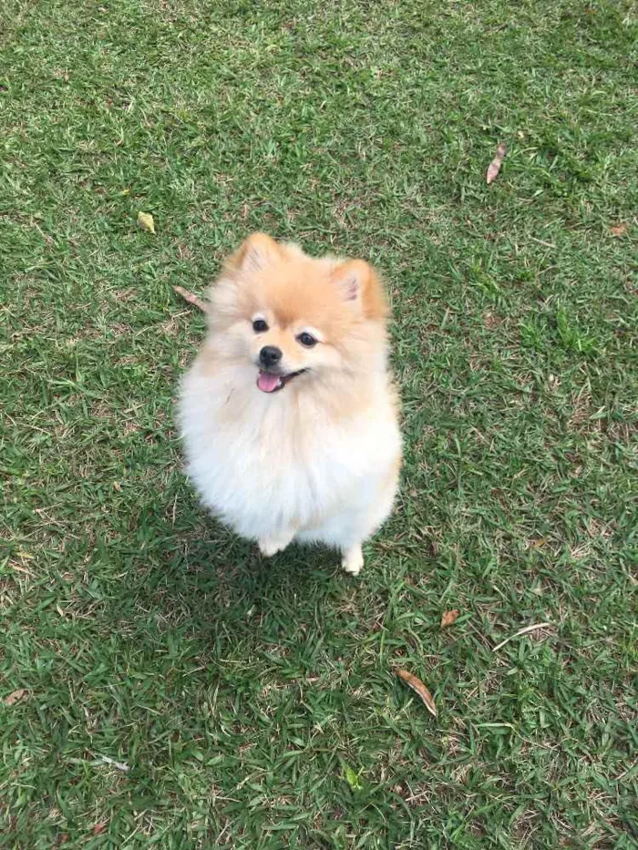 Cachorro ra a Spitz alemão  idade 1 ano nome APOLO