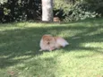 APOLO
