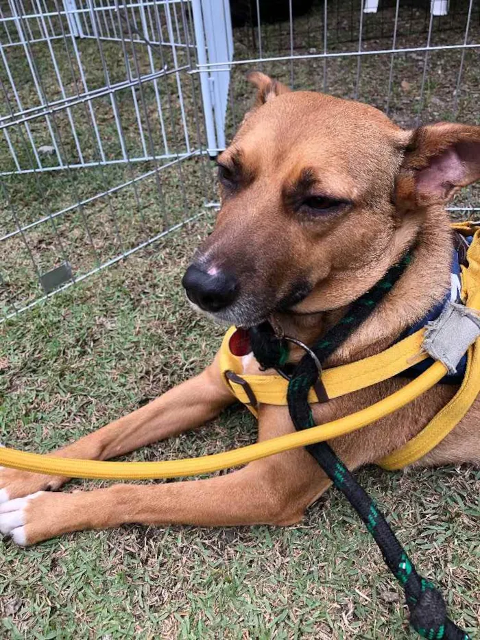 Cachorro ra a SRD idade 3 anos nome Princesa 