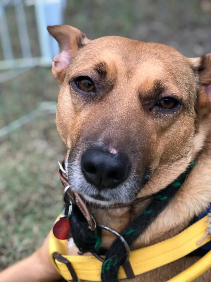 Cachorro ra a SRD idade 3 anos nome Princesa 