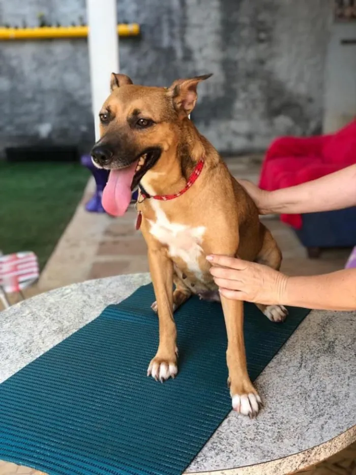 Cachorro ra a SRD idade 3 anos nome Princesa 