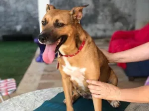 Cachorro raça SRD idade 3 anos nome Princesa 