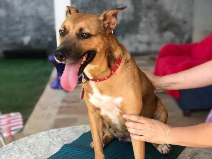 Cachorro ra a SRD idade 3 anos nome Princesa 