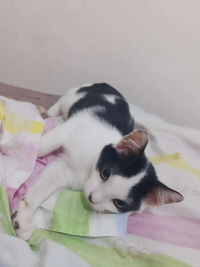 Gato ra a Srd idade 2 a 6 meses nome Jimmy